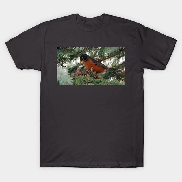 Momma American Robin In Her Nest T-Shirt by BackyardBirder